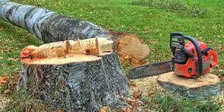 Best Tree Risk Assessment  in Round Lake Park, IL